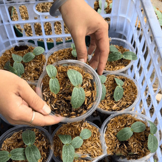 Hạt giống Mướp Hương Ta Siêu Trái (Gói 2G~15 Hạt) Dễ Trồng, Thơm Ngọt, Trồng Quanh Năm