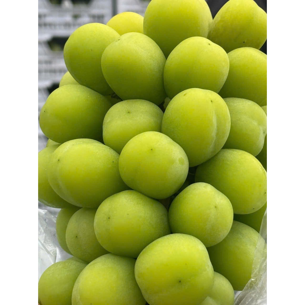 [Hoả Tốc]Nho Mẫu Đơn -Chùm Bắp To -Nặng Kg - Giòn Ngọt - [Hộp 550-700g]