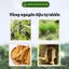 Nụ Bồ Kết Sạch Thiên Nhiên Đuổi Muỗi Tân Nguyên, Hộp 45 Viên, Thanh Lọc Không Khí, Khử Ẩm Mốc
