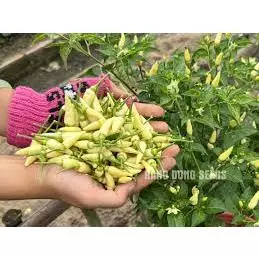 HẠT GIỐNG ỚT XIÊM TRẮNG SIERRA 442 - CHÍNH HÃNG RẠNG ĐÔNG ( DATE MỚI NHẤT)