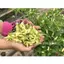 HẠT GIỐNG ỚT XIÊM TRẮNG SIERRA 442 - CHÍNH HÃNG RẠNG ĐÔNG ( DATE MỚI NHẤT)