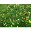 HẠT GIỐNG ỚT XIÊM TRẮNG SIERRA 442 - CHÍNH HÃNG RẠNG ĐÔNG ( DATE MỚI NHẤT)