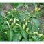 HẠT GIỐNG ỚT XIÊM TRẮNG SIERRA 442 - CHÍNH HÃNG RẠNG ĐÔNG ( DATE MỚI NHẤT)