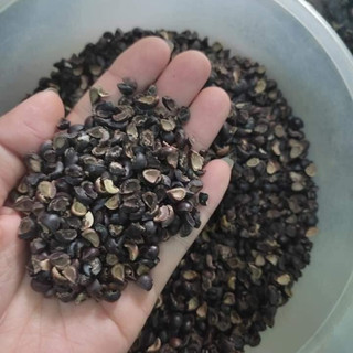Hạt giống Rau Ngót Ta (Gói 1g~30 Hạt) Dễ Trồng, Sinh Trưởng Khỏe, Trồng Quanh Năm