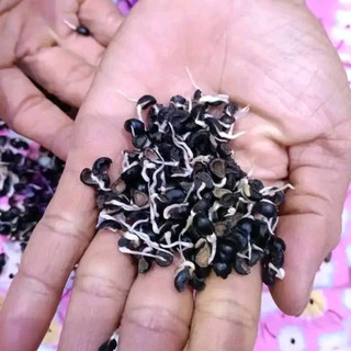 Hạt giống Rau Ngót Ta (Gói 1g~30 Hạt) Dễ Trồng, Sinh Trưởng Khỏe, Trồng Quanh Năm