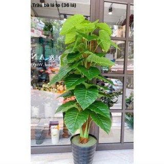 Cây Trầu Bà Nam Mỹ Giả 1m7 Lá PE Cao Cấp Thân Gỗ Phủ Rơm Decor Nhà Cửa Quán Cafe Văn Phòng Cây Không Chậu