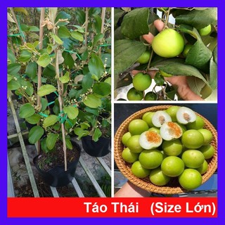 Chậu Cây Táo Thái (Size Lớn cao 80-150cm) cây giống ăn quả đang cho trái hoặc đang hoa