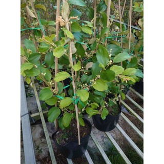 Chậu Cây Táo Thái (Size Lớn cao 80-150cm) cây giống ăn quả đang cho trái hoặc đang hoa