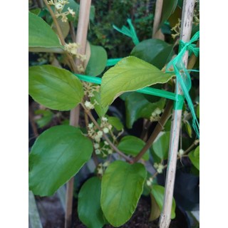 Chậu Cây Táo Thái (Size Lớn cao 80-150cm) cây giống ăn quả đang cho trái hoặc đang hoa