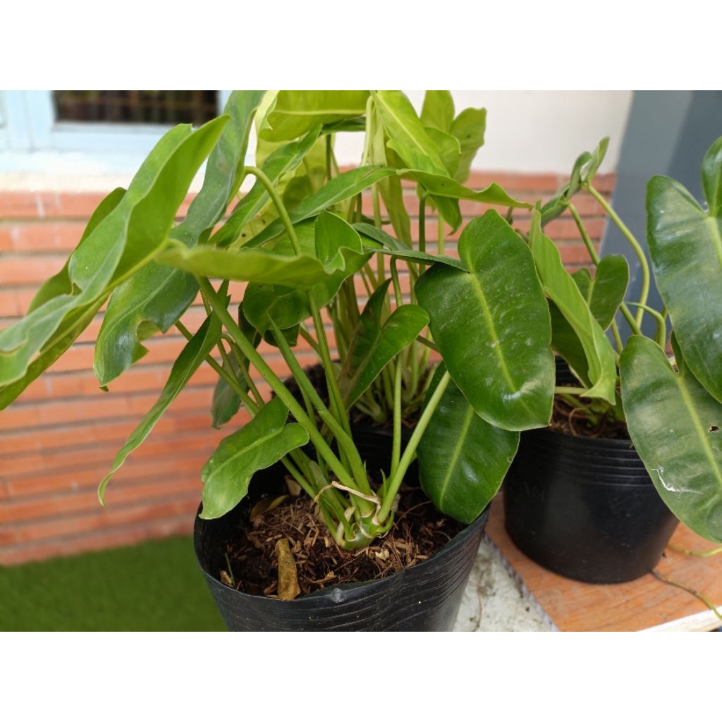 TRẦU BÀ TỶ PHÚ, chậu C6, shop tại Rạch Giá _KG