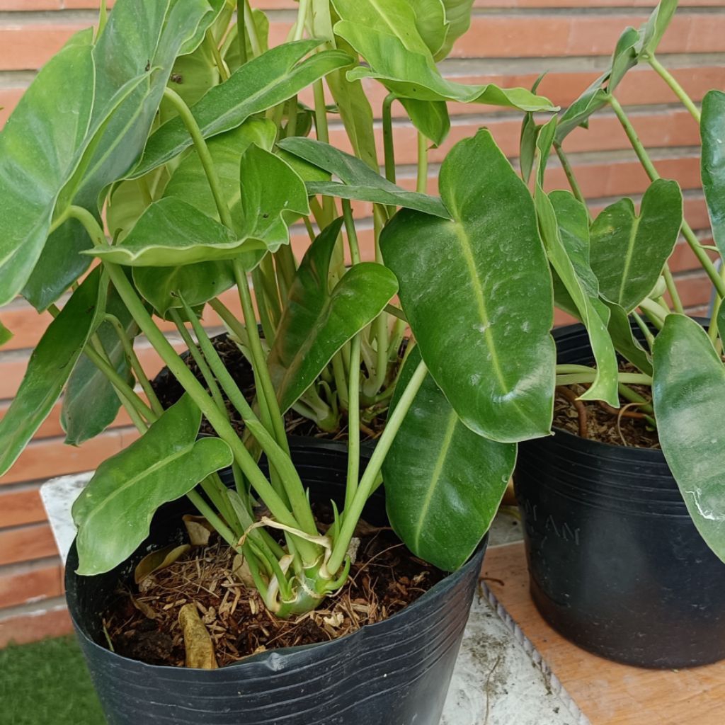 TRẦU BÀ TỶ PHÚ, chậu C6, shop tại Rạch Giá _KG
