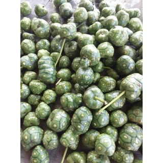Quả nhàu rừng tươi, già (vận chuyển 1 số quả sẽ chín),  mọc tự nhiên trên núi Đá Bàn, Ninh Sơn, Ninh Hòa, Khánh Hòa