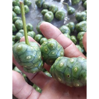 Quả nhàu rừng tươi, già (vận chuyển 1 số quả sẽ chín),  mọc tự nhiên trên núi Đá Bàn, Ninh Sơn, Ninh Hòa, Khánh Hòa
