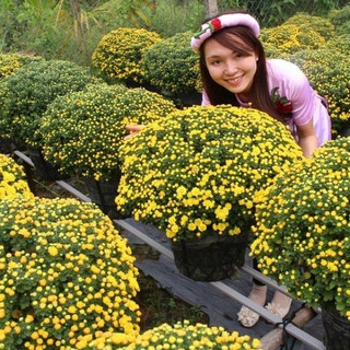 [HÀNG CHỌN] - Hạt giống Hoa cúc mâm xôi Vàng - chuyên bán sỉ lẻ các vườn ươm, chất lượng cao