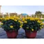 - HẠT giống hoa vạn thọ lùn Vàng, cam - chất lượng cao
