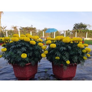 [HOA TẾT] - HẠT giống hoa vạn thọ lùn Vàng, cam  - chất lượng cao