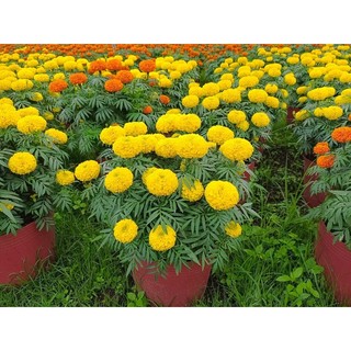 [HOA TẾT] - HẠT giống hoa vạn thọ lùn Vàng, cam  - chất lượng cao