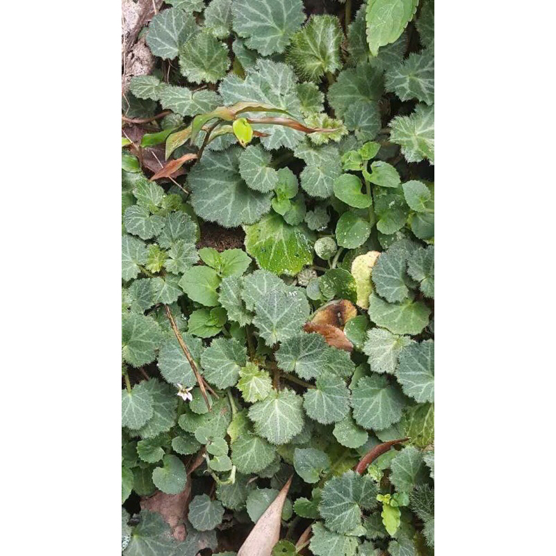 Cây Begonia , cây hổ nhĩ thảo chơi terrarium bán cạn tiểu cảnh,sẵn chậu nhựa 5x5cm