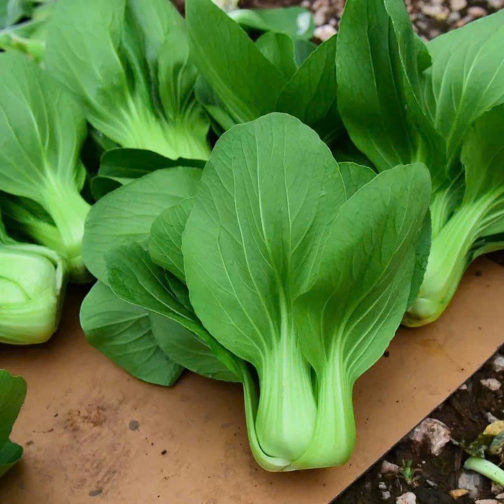 Hạt Giống Cải Thìa & Cải Chip – Rau Xanh Mát, Giòn Ngọt, Dễ Trồng, Năng Suất Cao