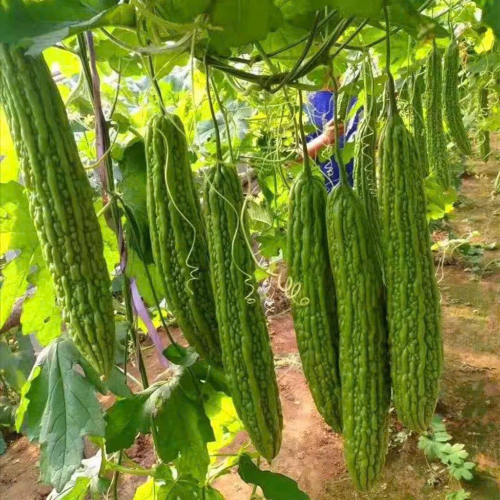 Hạt Giống Mướp Đắng Cao Sản | Thu Hoạch Nhanh, Quả Nhiều, Kháng Bệnh Tốt