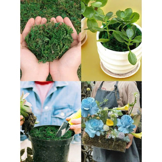 🌿 RÊU SỢI NHÂN TẠO – 100G | HAI MÀU XANH ĐẬM & XANH NHẠT 🔰 Sản phẩm từ HOA LAN PHÚC THỊNH – OFFICIAL STORE