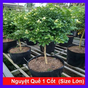 Chậu Cây Nguyệt Quế (Size Lớn 1 cốt dáng tree 3 năm tuổi) cây cảnh sân vườn đang cho hoa thơm