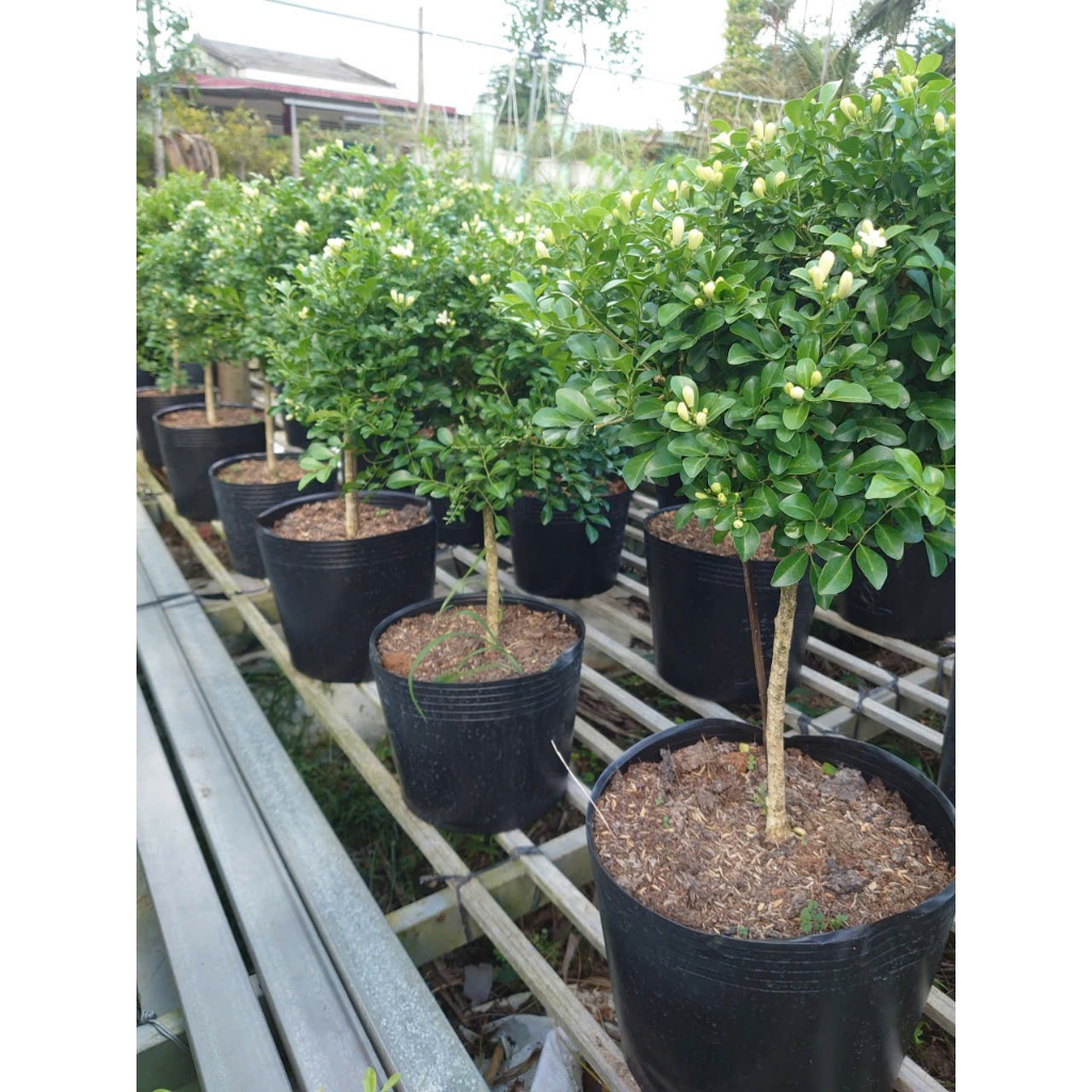 Chậu Cây Nguyệt Quế (Size Lớn 1 cốt dáng tree 3 năm tuổi) cây cảnh sân vườn đang cho hoa thơm