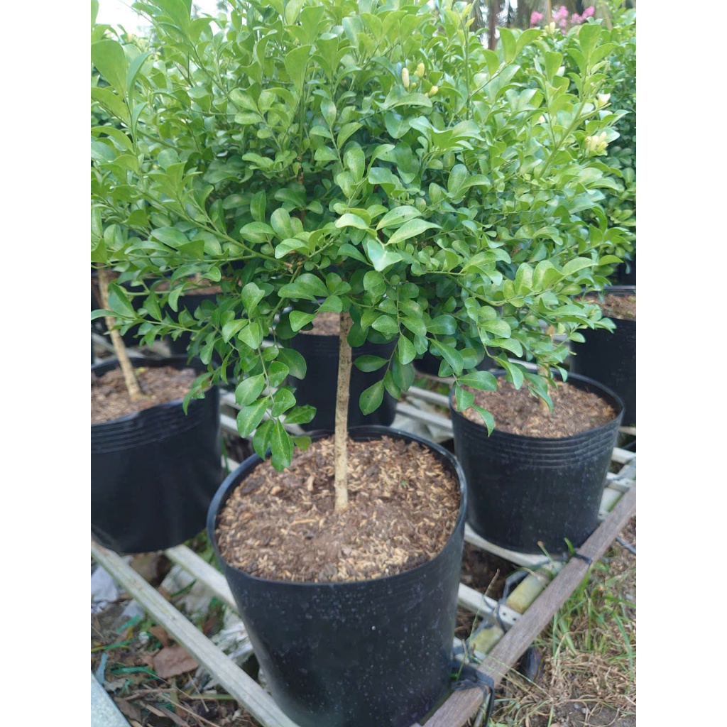 Chậu Cây Nguyệt Quế (Size Lớn 1 cốt dáng tree 3 năm tuổi) cây cảnh sân vườn đang cho hoa thơm