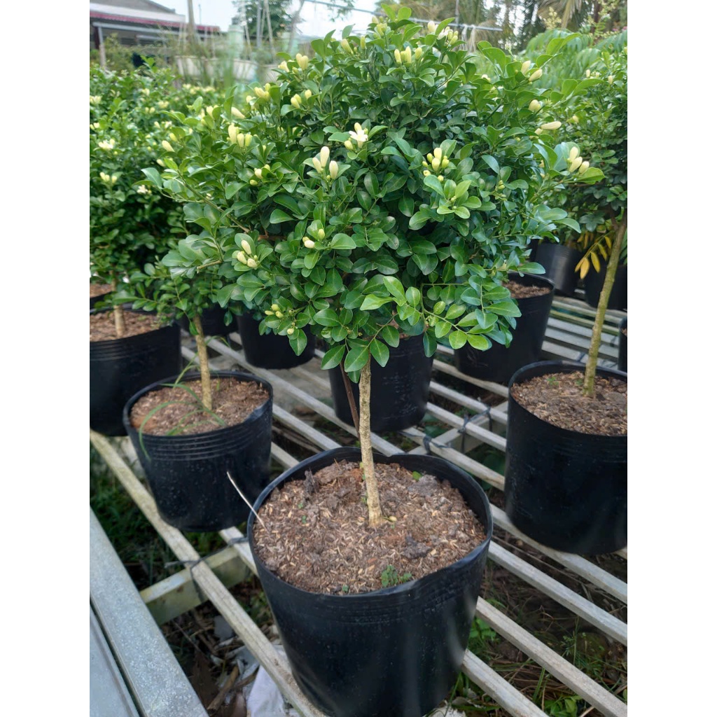 Chậu Cây Nguyệt Quế (Size Lớn 1 cốt dáng tree 3 năm tuổi) cây cảnh sân vườn đang cho hoa thơm