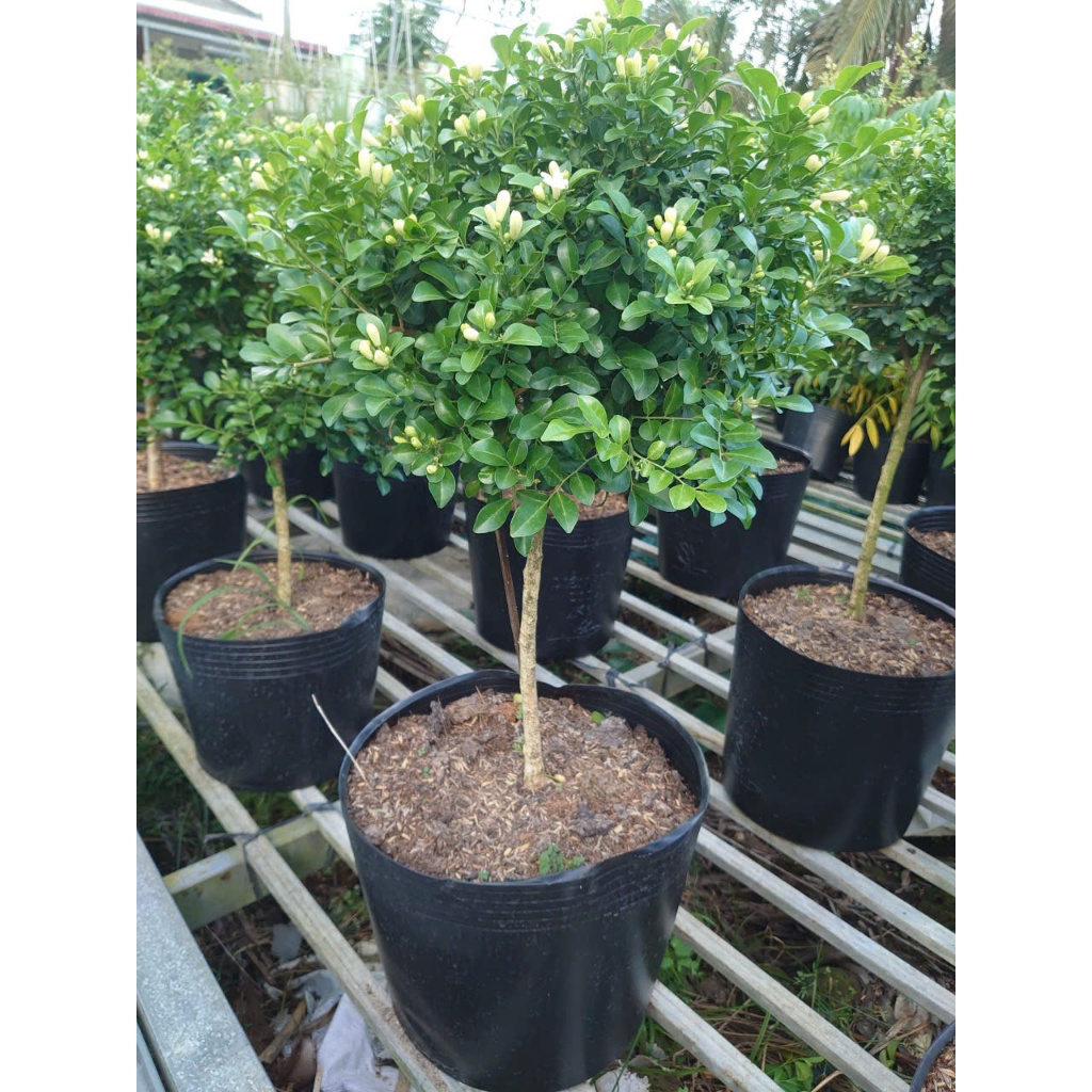 Chậu Cây Nguyệt Quế (Size Lớn 1 cốt dáng tree 3 năm tuổi) cây cảnh sân vườn đang cho hoa thơm
