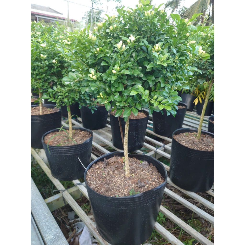 Chậu Cây Nguyệt Quế (Size Lớn 1 cốt dáng tree 3 năm tuổi) cây cảnh sân vườn đang cho hoa thơm