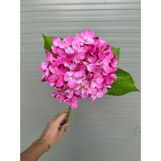 🌸combo 5 CÀNH HOA CẨM TÚ CẦU VẢI IN 3D CAO CẤP-50CM | HOA TO,MÀU SẮC NGỌT NGÀO🔰Sản phẩm từ HOA LAN PHÚC THỊNH – OFFICIAL