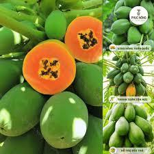 🍈 Hạt Giống Đu Đủ Ruột Đỏ – Đu Đủ Lùn Trái Tròn – Nảy Mầm Cao, Trái Ngọt, Ăn Sai Quanh Năm