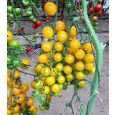 Hạt Giống Cà Chua Bi, Cà Chua cherry, Cà Chua chuỗi ngọc, cà chua đen