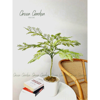 Cây Gỉa Lá Mảnh Kiểu Nhật Mini | Decor Góc Sống Tối Giản & Thanh Lịch – Green Garden
