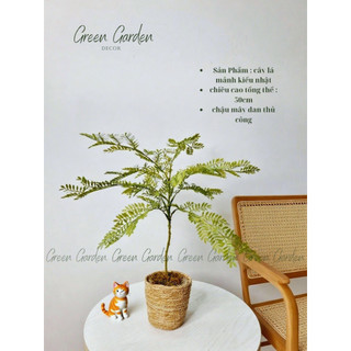 Cây Gỉa Lá Mảnh Kiểu Nhật Mini | Decor Góc Sống Tối Giản & Thanh Lịch – Green Garden