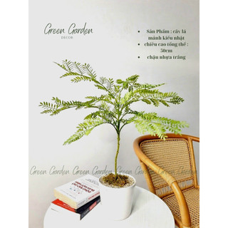 Cây Gỉa Lá Mảnh Kiểu Nhật Mini | Decor Góc Sống Tối Giản & Thanh Lịch – Green Garden