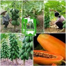 🍈 Hạt Giống Đu Đủ Ruột Đỏ – Đu Đủ Lùn Trái Tròn – Nảy Mầm Cao, Trái Ngọt, Ăn Sai Quanh Năm
