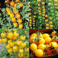 Hạt Giống Cà Chua Bi, Cà Chua cherry, Cà Chua chuỗi ngọc, cà chua đen