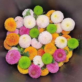 [trồng Tết] -> Hạt giống hoa Cúc Ping Pong Mix đủ 16 màu, siêu xinh