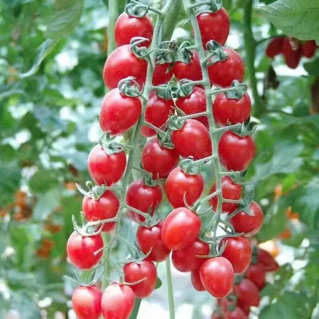 Hạt Giống Cà Chua Bi, Cà Chua cherry, Cà Chua chuỗi ngọc, cà chua đen