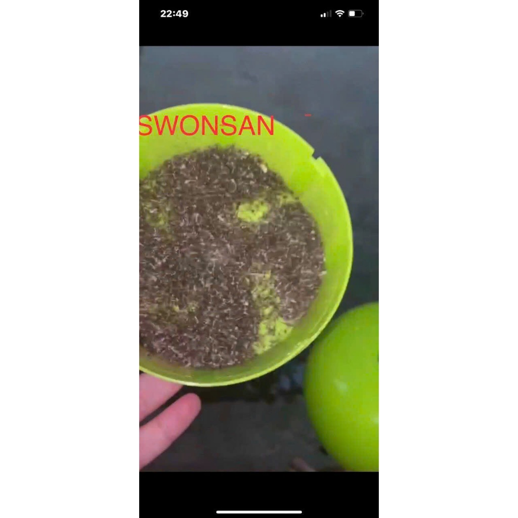 Đèn bắt muỗi,máy diệt côn trùng hình nấm swonsan
