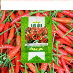 HẠT GIỐNG ỚT HIỂM CHÙM LAI F1 CIELO 503 - CHÍNH HÃNG RẠNG ĐÔNG ( DATE MỚI NHẤT)