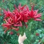 HẠT GIỐNG ỚT HIỂM CHÙM LAI F1 CIELO 503 - CHÍNH HÃNG RẠNG ĐÔNG ( DATE MỚI NHẤT)
