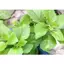 - Hạt giống cây bầu đất hàng Chuẩn giống, dễ trồng