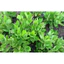 - Hạt giống cây bầu đất hàng Chuẩn giống, dễ trồng