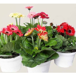 [THU VƯỜN] - Hạt giống hoa đồng tiền lùn Mix đủ màu, lên mầm rất cao