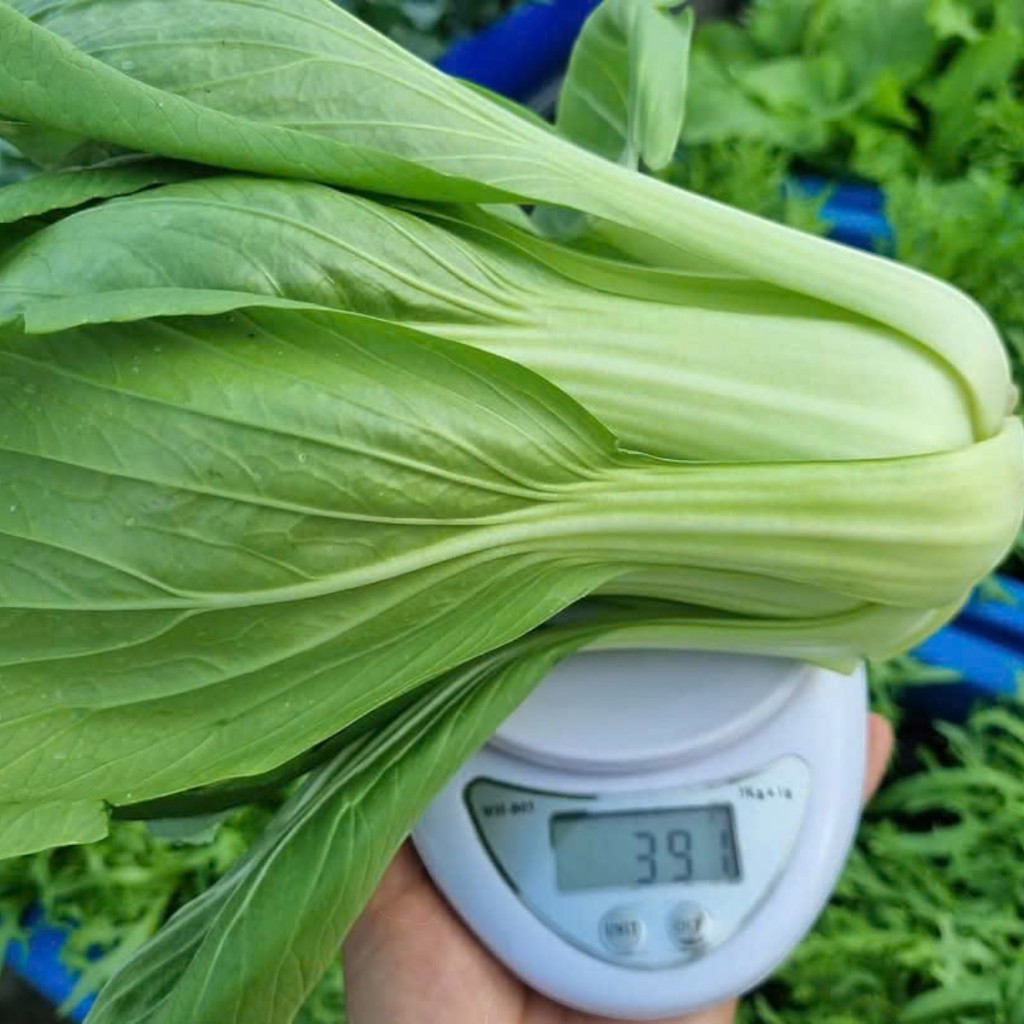 Hạt Giống Cải Thìa & Cải Chip – Rau Xanh Mát, Giòn Ngọt, Dễ Trồng, Năng Suất Cao