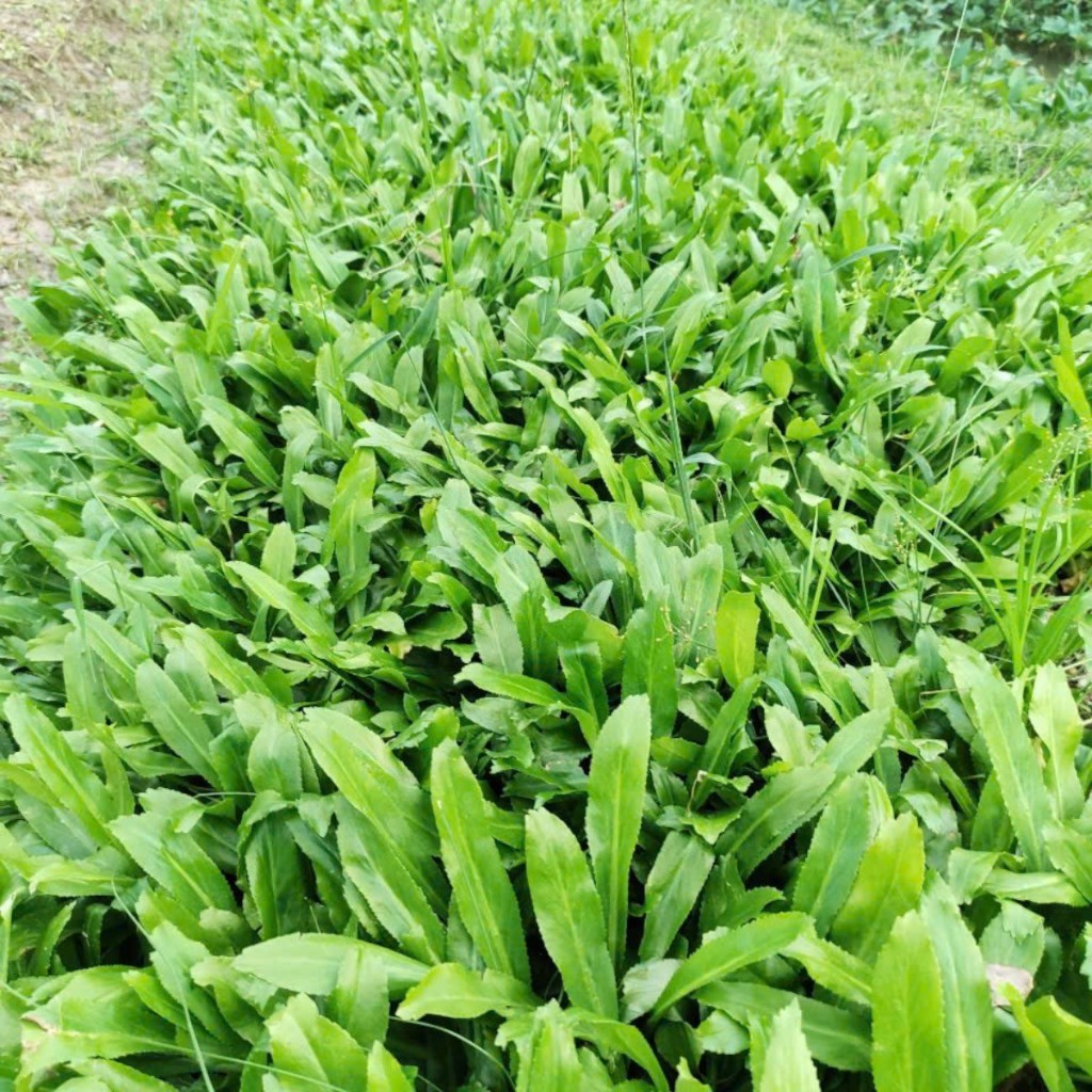 Hạt Giống Mùi Tàu (Ngò Gai) – Dễ Trồng, Thơm Đậm, Nảy Mầm Cao