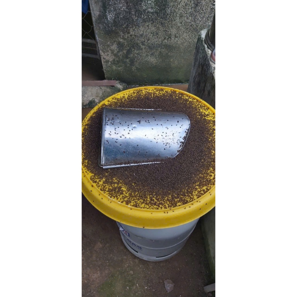 Dung dịch diệt ruồi Kill Fly - 900ml